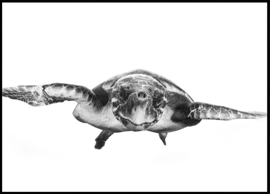 Graceful Sea Turtle Plakat / 50x70