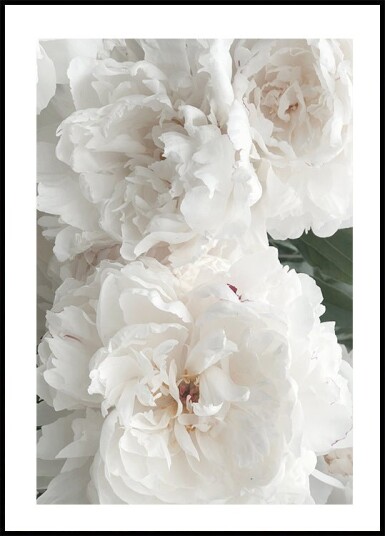 Bouquet Of White Peonies Plakat Plakat / 100x150cm