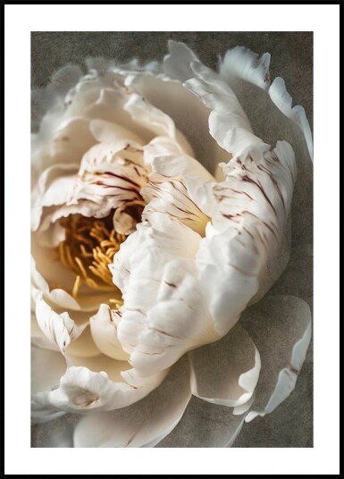 Petals of Serenity Plakat / 50x70cm