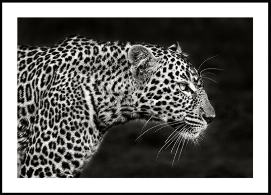 Leopard Close Up Poster Plakat / 70x100cm