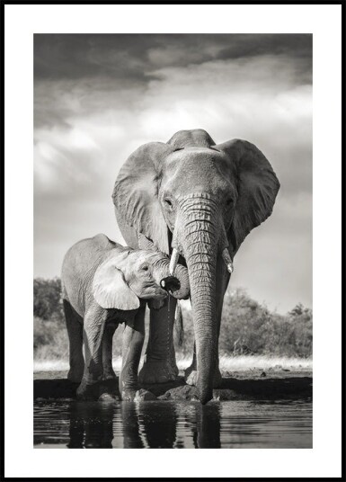 Elephant Family Plakat Plakat / 50x70cm