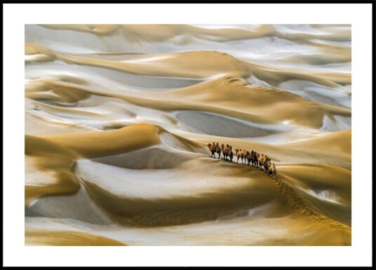 Desert Camel Caravan Plakat / 50x70
