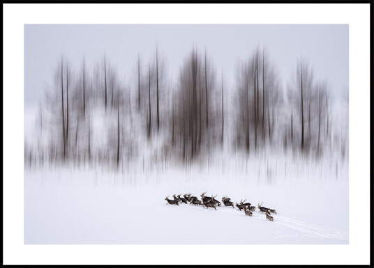Winter in Hokkaido Plakat Plakat / 21x30cm