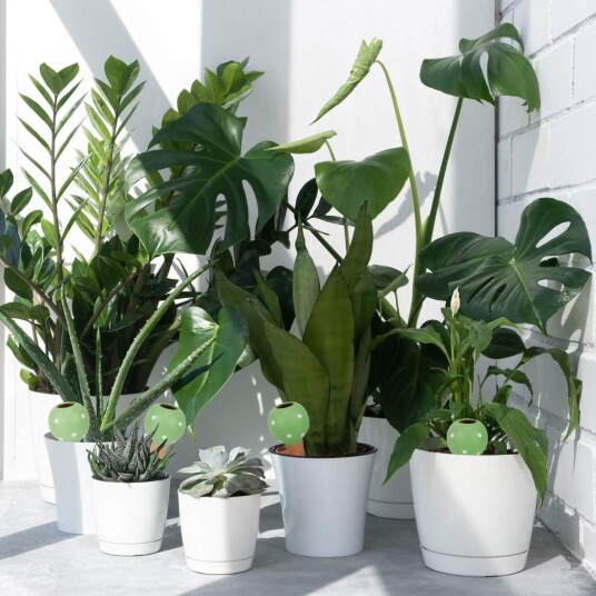 Store leirkjegler for vanning Sett med 4