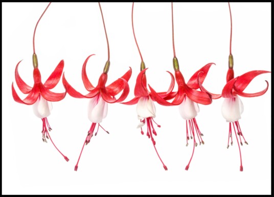 Fuchsia Plakat / 70x100 Fuchsia Plakat / 70x100