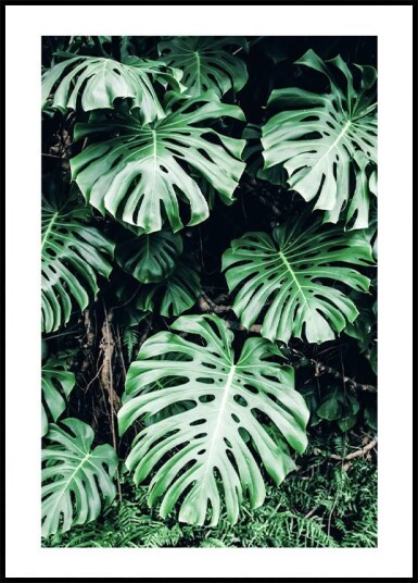 Green Monstera Leaves Plakat Plakat / 100x150cm Green Monstera Leaves Plakat Plakat / 100x150cm