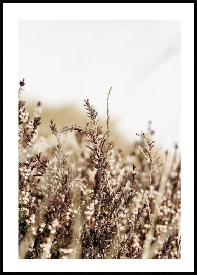 Dry Plant Plakat Plakat / 100x150cm