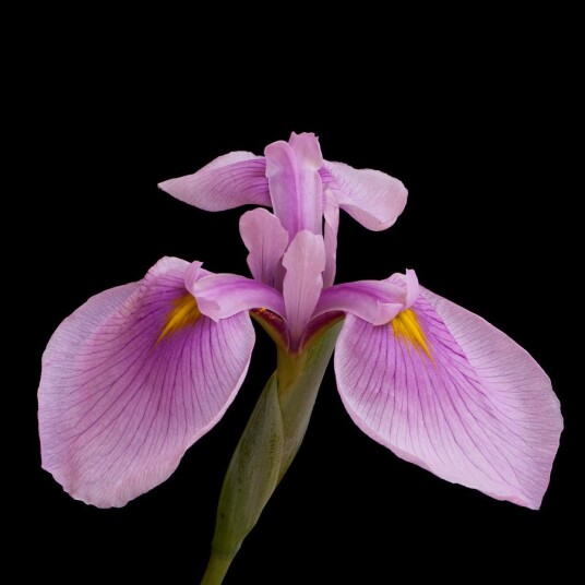 Sumpplante "Iris Laevigata Rose" Rose Queen