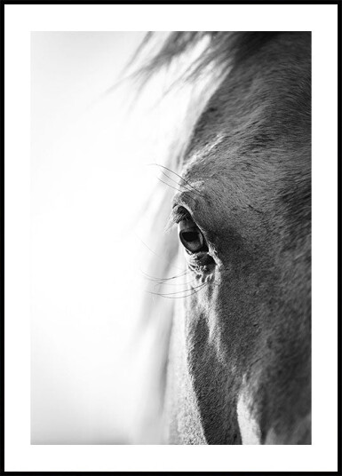 Horse Eye Plakat Plakat / 50x70cm Horse Eye Plakat Plakat / 50x70cm