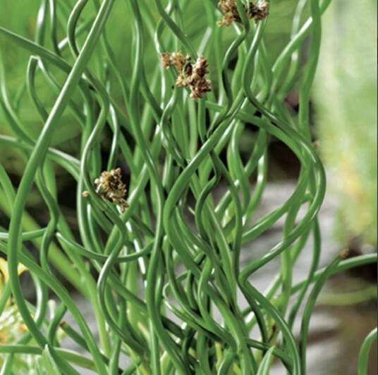 Sumpplante "Juncus effusus spiralis"
