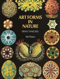 ART Haeckel Ernst Art Forms In Nature