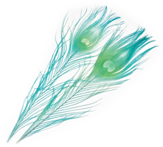 Frodin Flies Peacock Eye Feathers
