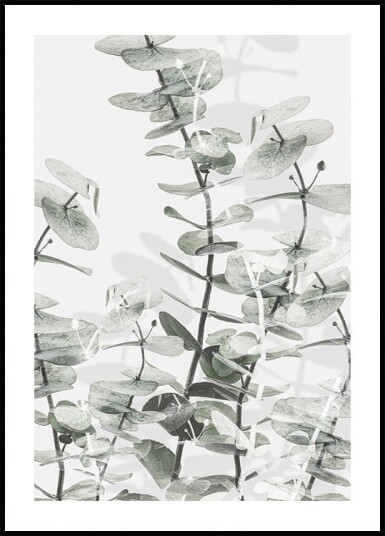 Pictufy Studio Iii Eucalyptus No.1 Plakat Plakat / 70x100cm