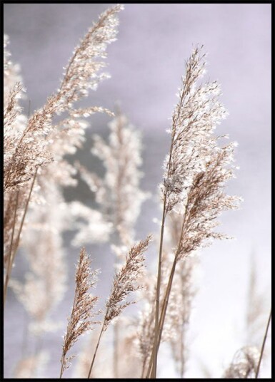 Pampas Grass Branches Plakat Plakat / 50x70cm Pampas Grass Branches Plakat Plakat / 50x70cm