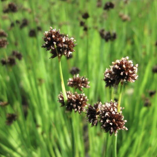 Sumpplante "Juncus ensifolius" Sumpplante "Juncus ensifolius"