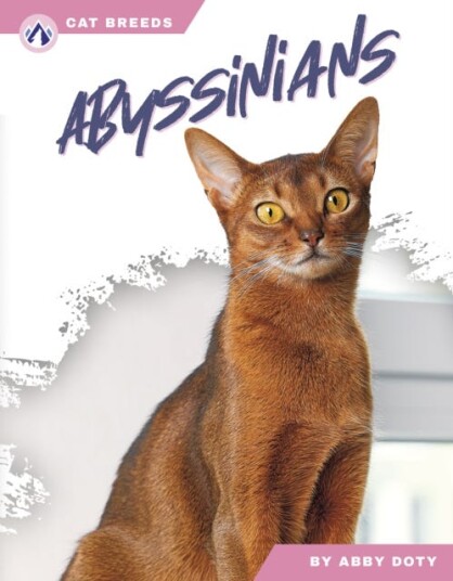 Cat Breeds: Abyssinians Cat Breeds: Abyssinians