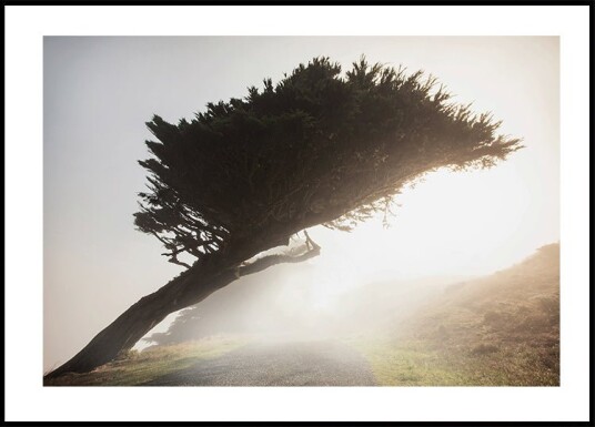 Tilted Tree Plakat Plakat / 30x40cm Tilted Tree Plakat Plakat / 30x40cm