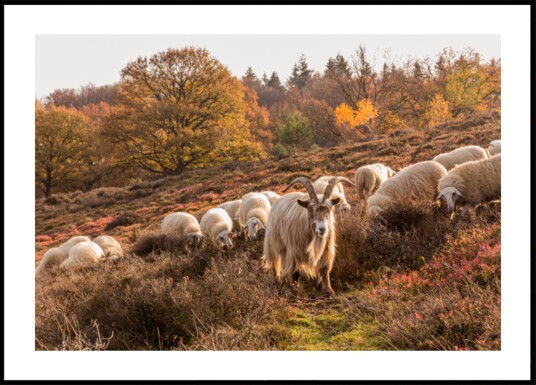 Autumn Goat and Sheep Plakat / 21x30 Autumn Goat and Sheep Plakat / 21x30