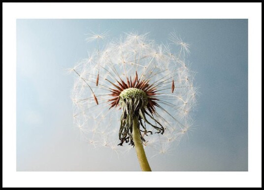 Dandelion Seeds On Wind Plakat Plakat / 100x150cm