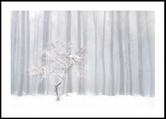 In front of the misty curtain Plakat Plakat / 100x150cm