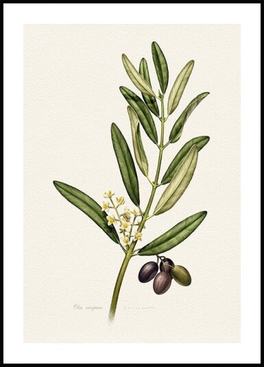 Olea Europaea Plakat Plakat / 100x150cm