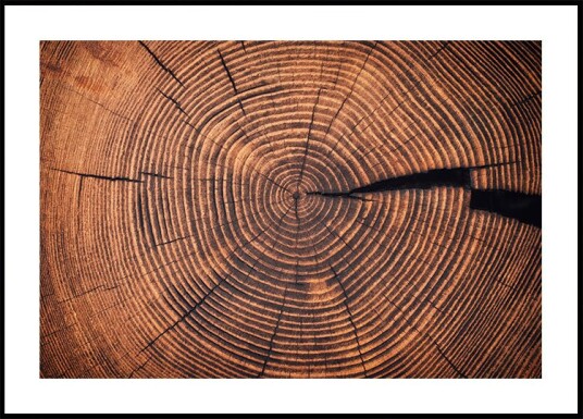 Rings of Time: A Tree’s Life Story Plakat Plakat / 100x150cm