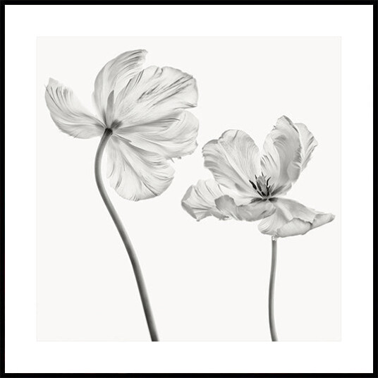 Same tulip Plakat Plakat / 30x30cm