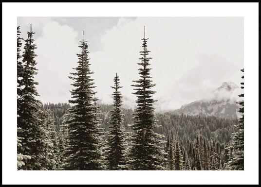 Majestic Fir Trees in the Mountain Plakat Plakat / 40x50cm