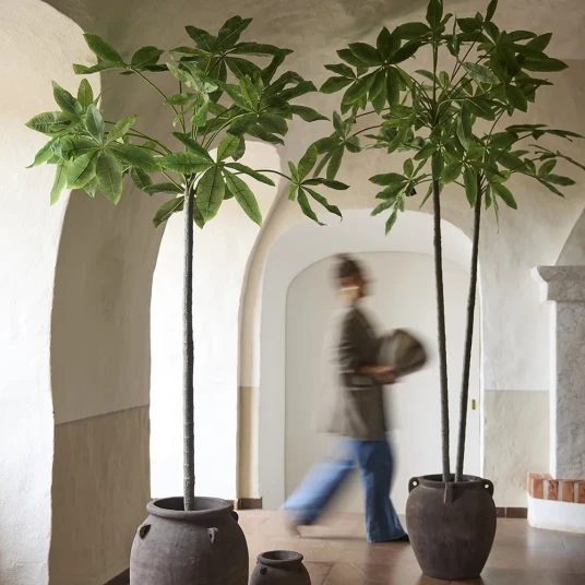 Mr Plant Pachira tre i potte 240 cm Mr Plant Pachira tre i potte 240 cm