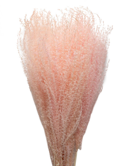 Cooee Design Dried Flowers Feather Pampas Pink ONE SIZE Cooee Design Dried Flowers Feather Pampas Pink ONE SIZE