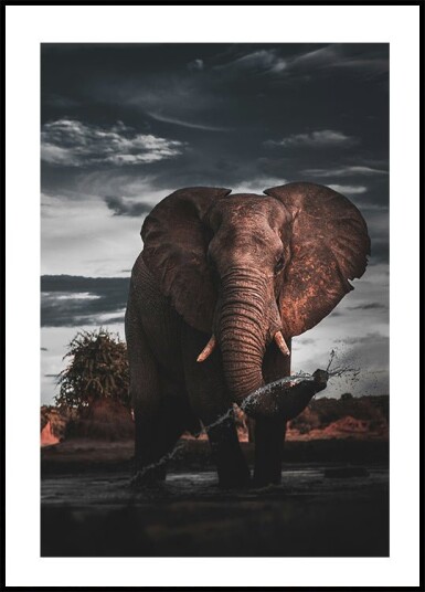 Majestic Elephant in Nature Plakat Plakat / 30x40cm
