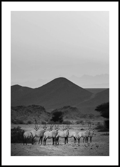 Arabian Oryx Walk The Sands Plakat Plakat / 50x70cm Arabian Oryx Walk The Sands Plakat Plakat / 50x70cm