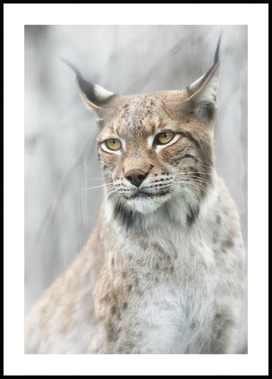 Lynx portrait in the fog Poster Plakat / 40x50cm Lynx portrait in the fog Poster Plakat / 40x50cm