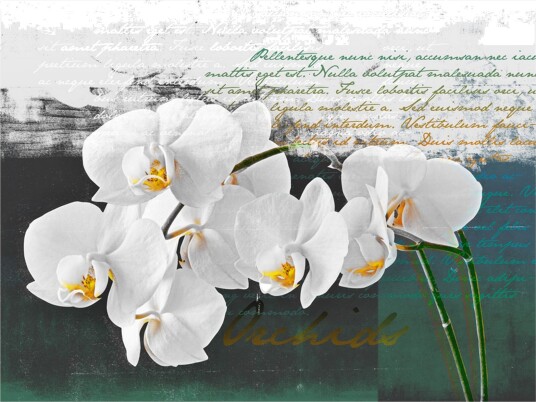 Fototapet Orkidé Poet Inspirasjon 400x309 - Artgeist sp. z o. o.