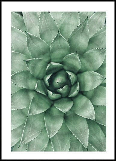 Green Succulent Plant Design Plakat Plakat / 50x70cm