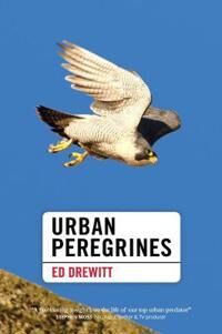 Urban Peregrines Av Ed Drewitt