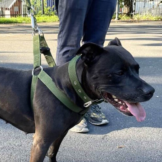 3 Delers Selesett Til Hund: Sele Halsbånd Kobbel