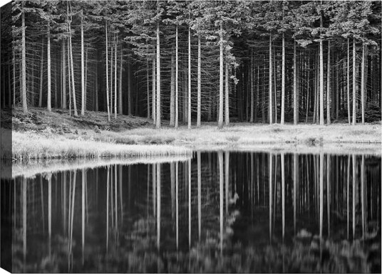 Lerretsbilde Svart hvitt skogsscene med refleksjon i vannet Svart / Hvit / Grå