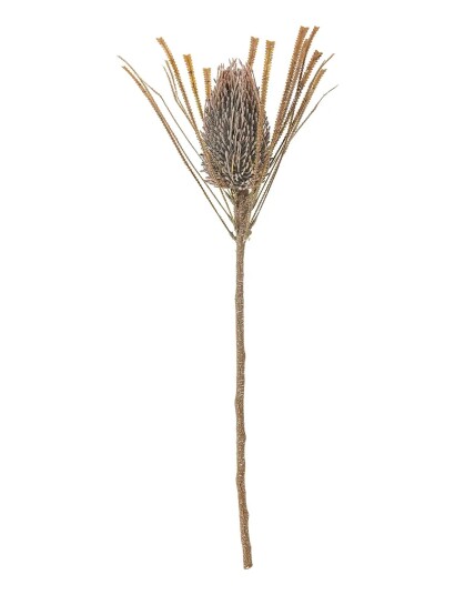 Bloomingville Palmflower Stem Brown H72CM