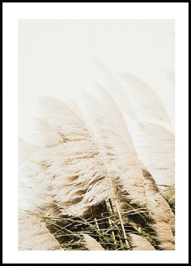 Pampas Grass Plakat Plakat / 21x30cm