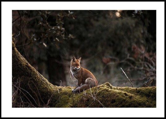 Fox in The Forest Plakat Plakat / 50x70cm Fox in The Forest Plakat Plakat / 50x70cm