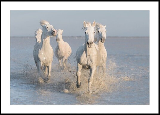 horses Poster Plakat / 40x50cm