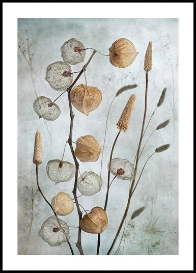 Mandy Disher Lanterns Plakat Plakat / 100x150cm