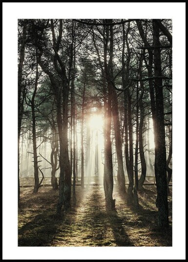 Sunlight Through The Trees Plakat Plakat / 100x150cm