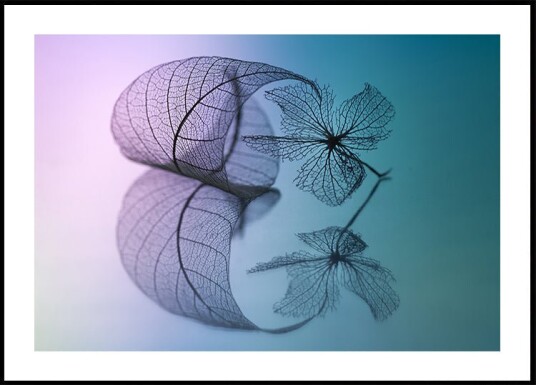 Shihya Kowatari Story of leaf and flower Plakat Plakat / 40x50cm