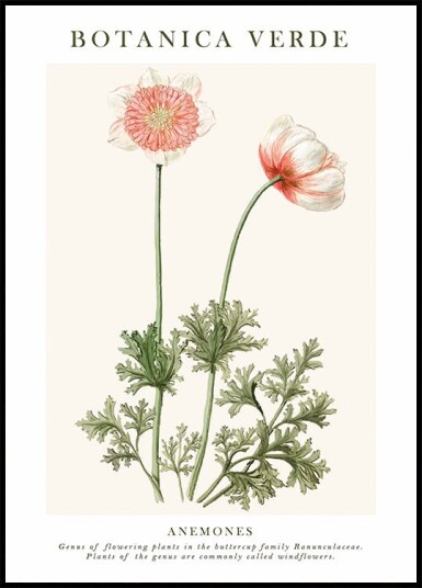 Anemones Plakat Plakat / 30x40cm