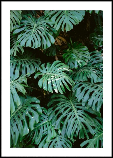 Monstera wall in Lisbon Plakat / 100x150