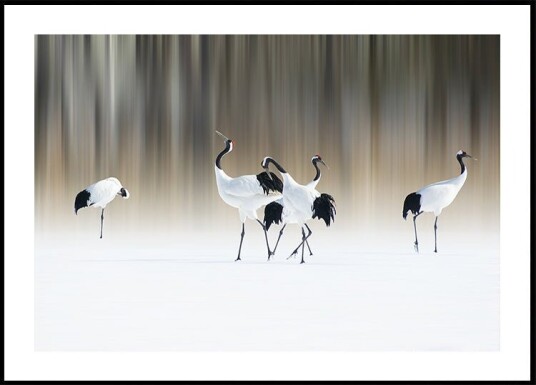 Red crested white cranes Poster Plakat / 40x50cm