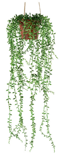 Senecio hengeplante 50 cm Senecio hengeplante 50 cm