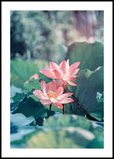 Blooming Lotus Flower Plakat Plakat / 40x50cm Blooming Lotus Flower Plakat Plakat / 40x50cm